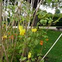 Corydalis scandens